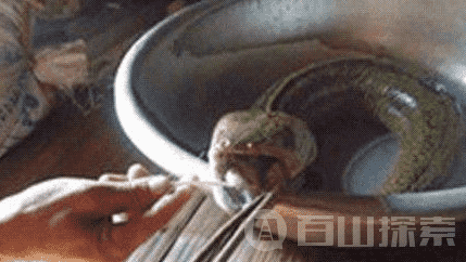 世界十大奇异生物 不是一般的恶心539 / 作者:UFO来啦 / 帖子ID:61709