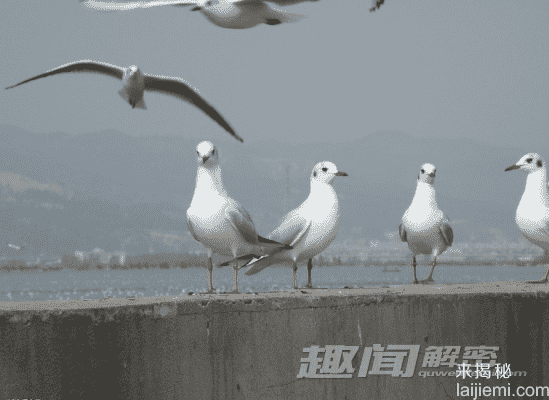 动物界的十大奇闻：大象记忆能力超群166 / 作者:UFO来啦 / 帖子ID:62442