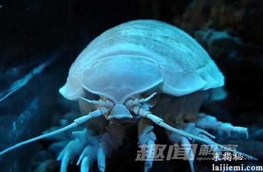 无奇不有： 揭秘地球上最奇葩的十种动物496 / 作者:UFO来啦 / 帖子ID:64100
