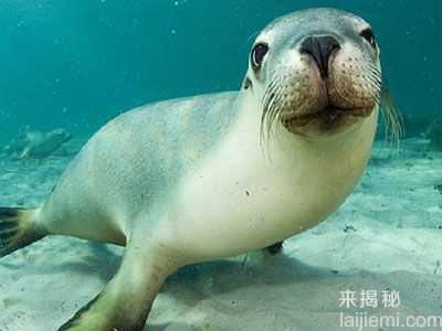 盘点：海底最危险的十大动物排行榜880 / 作者:UFO来啦 / 帖子ID:65235