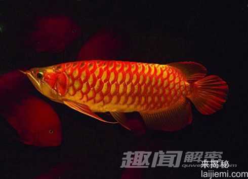 藏在深海里的罕见动物秘密生活384 / 作者:UFO来啦 / 帖子ID:65698