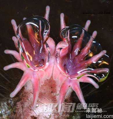 盘点世界11大最丑陋的动物  新生指猴最丑938 / 作者:UFO来啦 / 帖子ID:65030