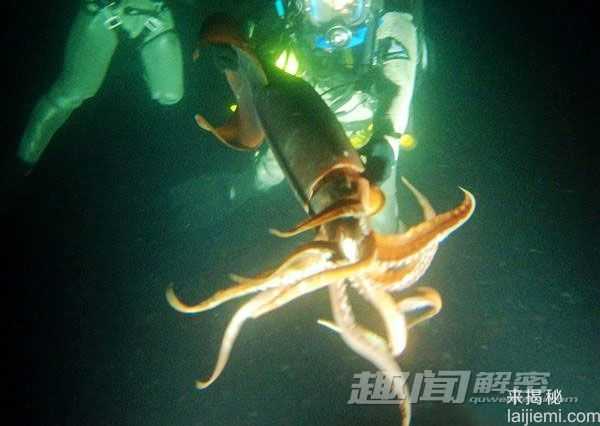 揭秘最毒动物：箭毒蛙可杀死10个成年男子742 / 作者:UFO来啦 / 帖子ID:63990