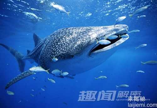 海洋冷血杀手鲨鱼之最 锤头鲨头似锤子988 / 作者:UFO来啦 / 帖子ID:64687