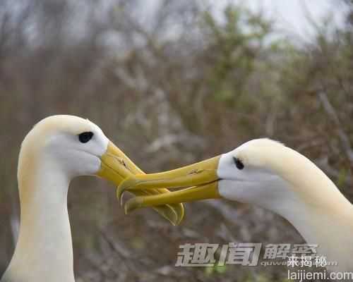 自然界中对爱情最忠贞的十一种动物693 / 作者:UFO来啦 / 帖子ID:65595