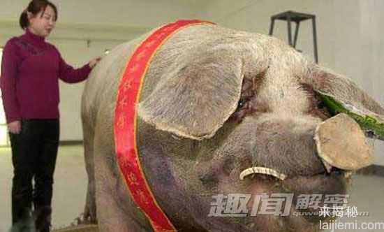 揭秘世界上让人震撼的最大动物（图）634 / 作者:UFO来啦 / 帖子ID:63945