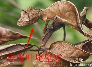 盘点：动物界最出名的八大伪装大师853 / 作者:UFO来啦 / 帖子ID:65223