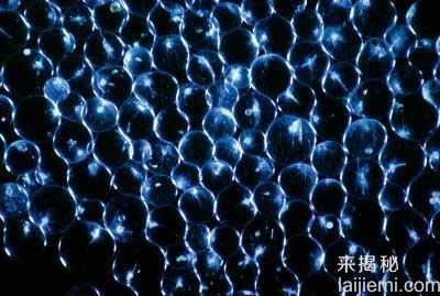藏在深海里的罕见动物秘密生活869 / 作者:UFO来啦 / 帖子ID:65698