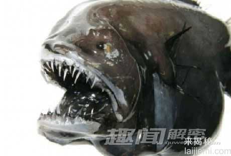 盘点：格陵兰岛的8种怪异外来深海物种466 / 作者:UFO来啦 / 帖子ID:65236