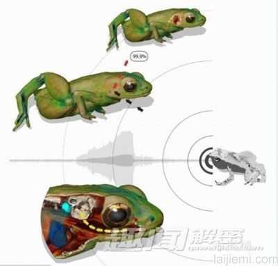 神奇!非洲微型青蛙用嘴来听声音634 / 作者:UFO来啦 / 帖子ID:65294 神奇!非洲微型青蛙用嘴来听声音634 / 作者:UFO来啦 / 帖子ID:65294