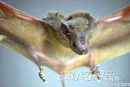 十大动物的“超能力”人类无法匹敌415 / 作者:UFO来啦 / 帖子ID:62428
