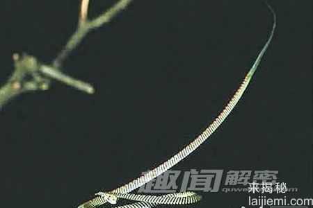 俄罗斯“神秘飞蛇”或致人死亡？342 / 作者:UFO来啦 / 帖子ID:62152