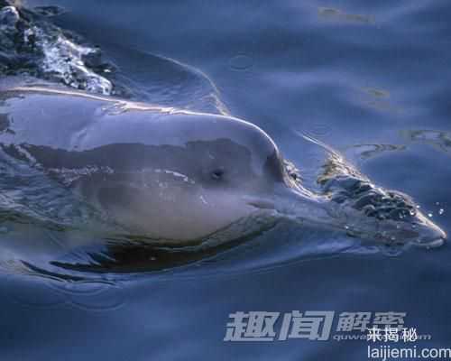 过去十年全球灭绝的十大动物492 / 作者:UFO来啦 / 帖子ID:65892
