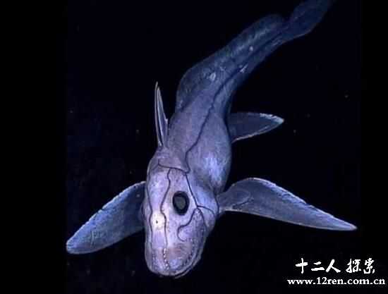 幽灵鲨：深海里的活化石(表皮黑紫色头上长性器官)961 / 作者:UFO爱好者 / 帖子ID:66573
