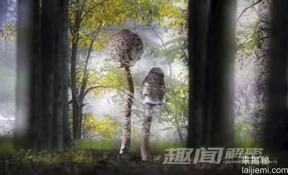 动物捕猎精彩瞬间-鳄鱼残忍吞食海龟206 / 作者:UFO来啦 / 帖子ID:62369