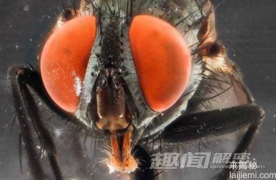 自然界中十大令人毛骨悚然的昆虫973 / 作者:UFO来啦 / 帖子ID:65594