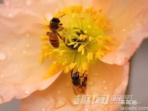 追花酿蜜：养蜂人为何全国四处奔波？88 / 作者:UFO来啦 / 帖子ID:65914