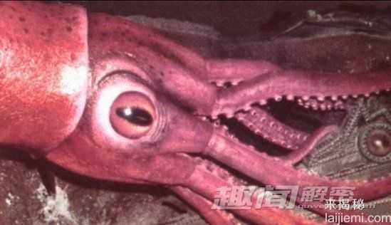 揭秘：最有趣的10大海洋生物事件681 / 作者:UFO外星人爱好者 / 帖子ID:60090