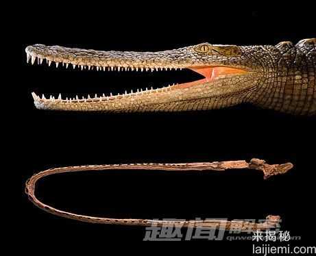 非洲现史前鳄鱼群化石：猪鳄凶猛吃恐龙269 / 作者:UFO来啦 / 帖子ID:66139