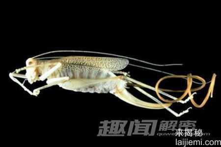 十大恐怖现象：河豚毒素可让人变成僵尸473 / 作者:UFO来啦 / 帖子ID:62348