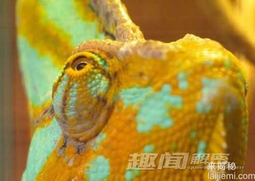 青蛙长三眼睑！盘点动物王国十大奇眼342 / 作者:UFO来啦 / 帖子ID:66118