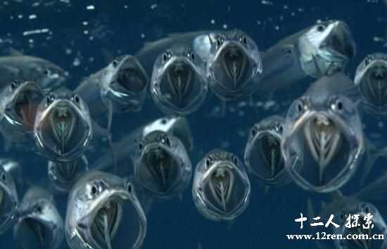 深海龙鱼，1500米深海下的凶恶捕食者(身上长发光器)967 / 作者:UFO来啦 / 帖子ID:64715