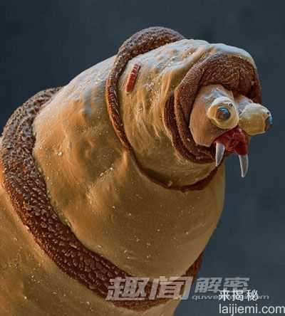 探秘奇异生物世界：水熊虫能在太空存活702 / 作者:UFO来啦 / 帖子ID:63907