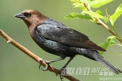 揭开鸟类为什么就躲不开飞机的背后原因77 / 作者:UFO来啦 / 帖子ID:63932