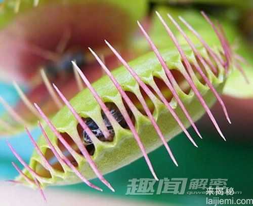 十大奇异植物 迷幻类植物外表迷人842 / 作者:UFO来啦 / 帖子ID:62410