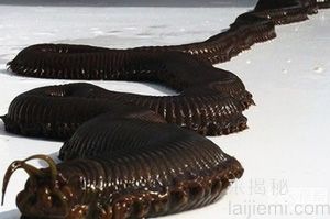 你这辈子都没机会见到的神秘生物856 / 作者:UFO来啦 / 帖子ID:62145