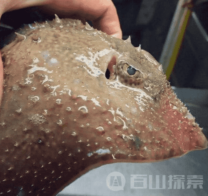 俄罗斯渔夫晒照 外星生物大集合21 / 作者:UFO来啦 / 帖子ID:61013