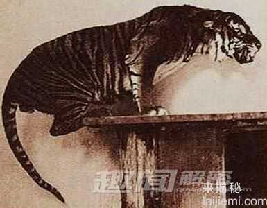 罪魁祸首！盘点那些被人类灭绝的动物854 / 作者:UFO来啦 / 帖子ID:65489