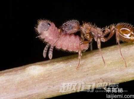 蝴蝶幼虫竟是这样长大的：潜入蚁巢蹭饭721 / 作者:UFO来啦 / 帖子ID:65725
