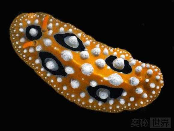 新发现的奇特物种：雪人蟹，冰海天使，鱿鱼蠕虫，胖头杜父鱼，毒海蛤蝓499 / 作者:UFO来啦 / 帖子ID:64086