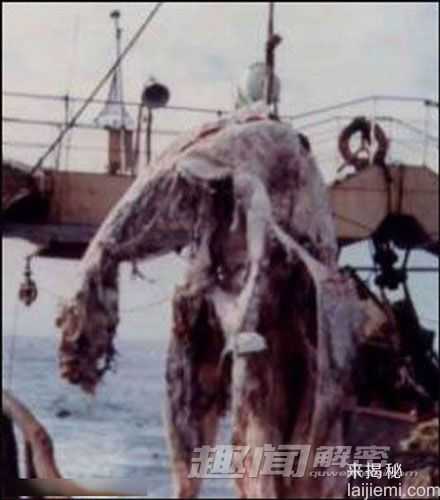 解秘日本1977年巨型海怪尸体事件269 / 作者:UFO来啦 / 帖子ID:65794