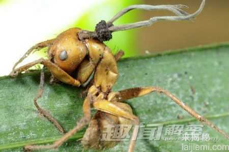 十大恐怖现象：河豚毒素可让人变成僵尸406 / 作者:UFO来啦 / 帖子ID:62348