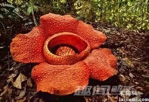 至今无解!神秘食人花的传说169 / 作者:UFO来啦 / 帖子ID:65611 至今无解!神秘食人花的传说169 / 作者:UFO来啦 / 帖子ID:65611