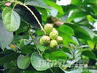盘点八种致癌植物：真的能致癌吗？416 / 作者:UFO来啦 / 帖子ID:65116