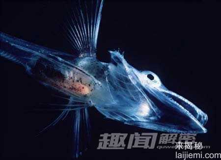 全球十大透明动物大揭密-罕见玻璃蛙74 / 作者:UFO来啦 / 帖子ID:62144