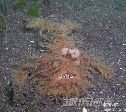 六种最奇特的动物-螺纹齿鲨有电锯牙齿515 / 作者:UFO来啦 / 帖子ID:62283