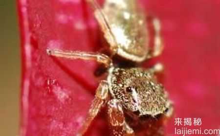 金光闪闪！自然界9大迷人的金色动物890 / 作者:UFO来啦 / 帖子ID:65971