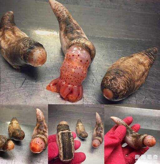 战斗民族渔夫分享了他捕获的各种珍奇深海生物，这根本就是异形吧！116 / 作者:UFO来啦 / 帖子ID:63862