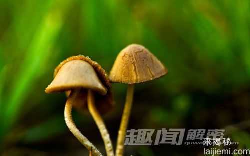 致幻蘑菇的奥秘：致幻蘑菇是如何工作的310 / 作者:UFO爱好者 / 帖子ID:66840