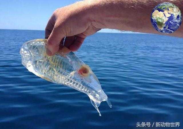 鳄冰鱼：一种纯透明的神奇鱼类，皮肤内脏包括血液都是透明的664 / 作者:UFO外星人爱好者 / 帖子ID:60542