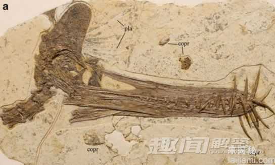 恐龙新发现：用摇尾的方式求爱637 / 作者:UFO来啦 / 帖子ID:63799