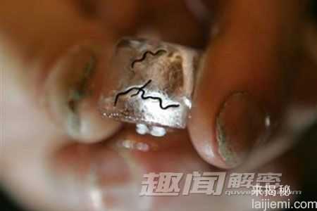 地球上惟一冻不死的动物：极地冰虫833 / 作者:UFO来啦 / 帖子ID:63067