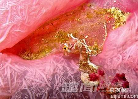 世上最小的脊椎动物-五种微型海马(组图)567 / 作者:UFO来啦 / 帖子ID:61353