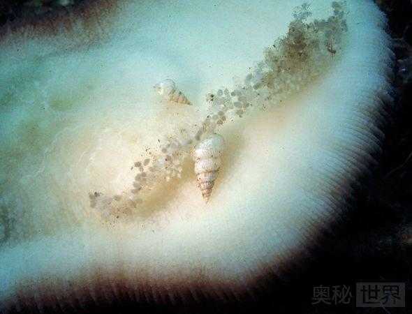 奇特蜗牛自制气泡筏在海中冲浪498 / 作者:UFO来啦 / 帖子ID:63455