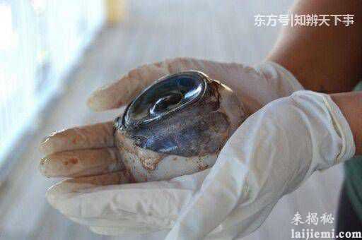 潜水员海底发现一个蓝色圆球 原来是剑鱼的眼睛415 / 作者:UFO外星人爱好者 / 帖子ID:58822
