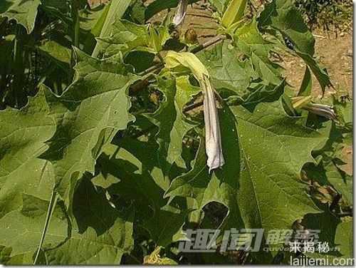 危险！盘点地球上16种致命杀手852 / 作者:UFO来啦 / 帖子ID:62476